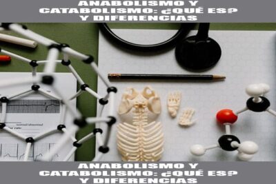 anabolismo y catabolismo