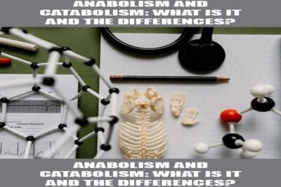 anabolism and catabolism